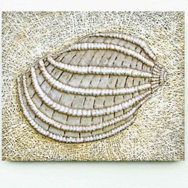 Shell . 50 x 42 cm