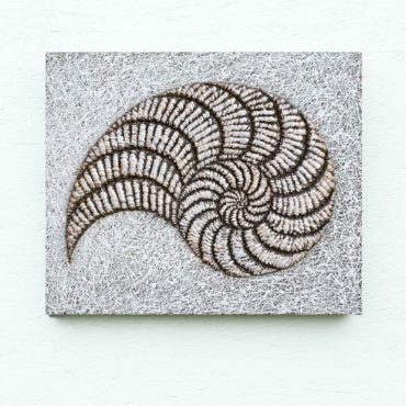 Shell . 50 x 42 cm