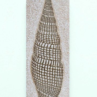 Shell . 32 x 83 cm