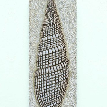 Shell . 32 x 83 cm